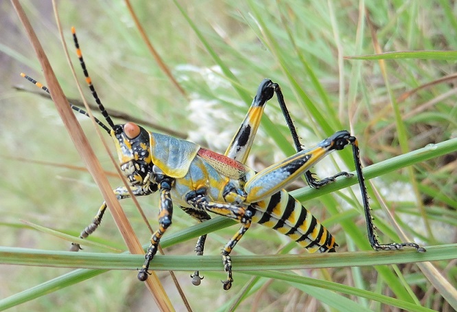 Zonocerus elegans - Sudafrica